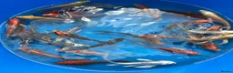 Koi Carp fish for sale: Large Selection of Koi and Butterfly Koi Carp - Advert 4