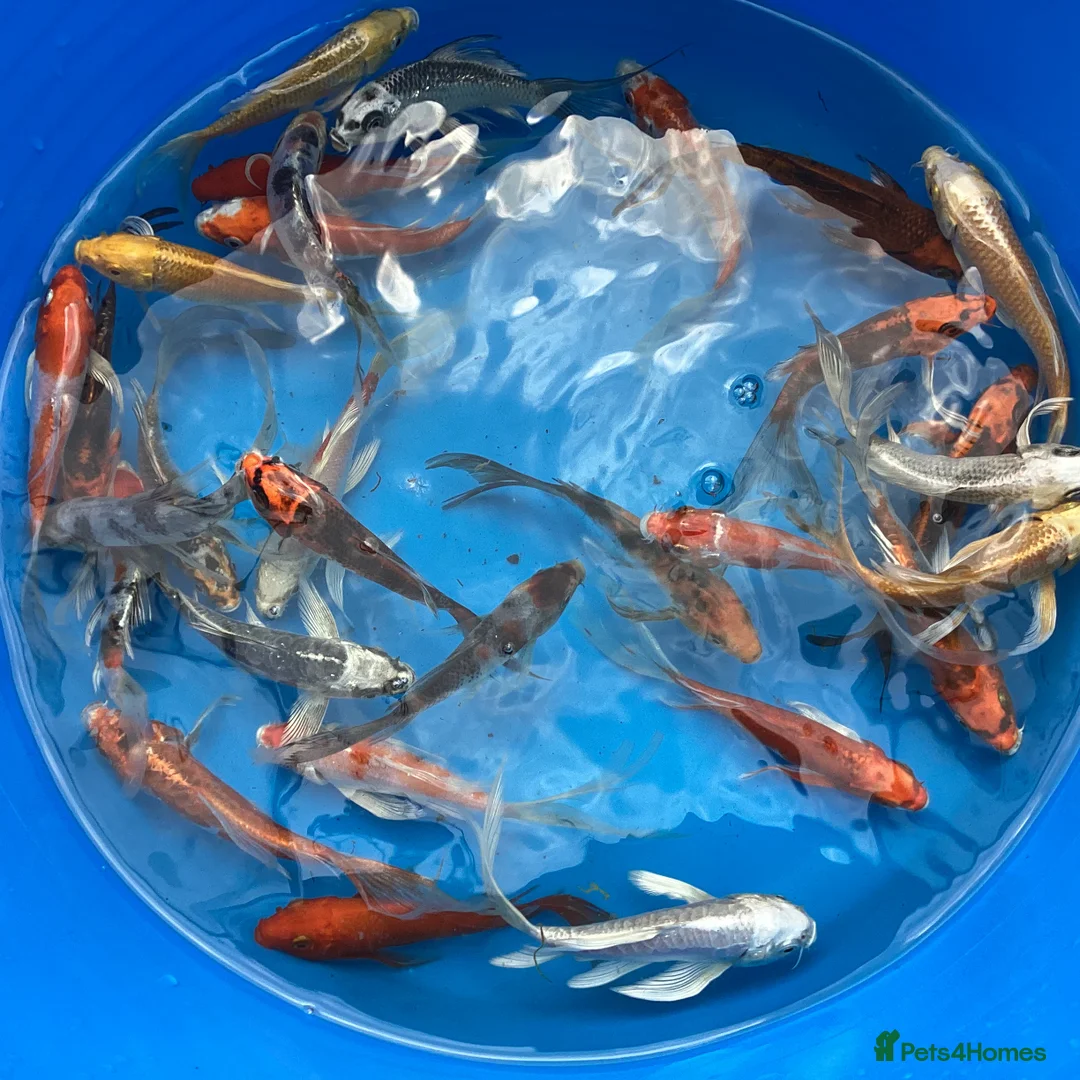 Koi Carp fish for sale: Large Selection of Koi and Butterfly Koi Carp - Advert 4