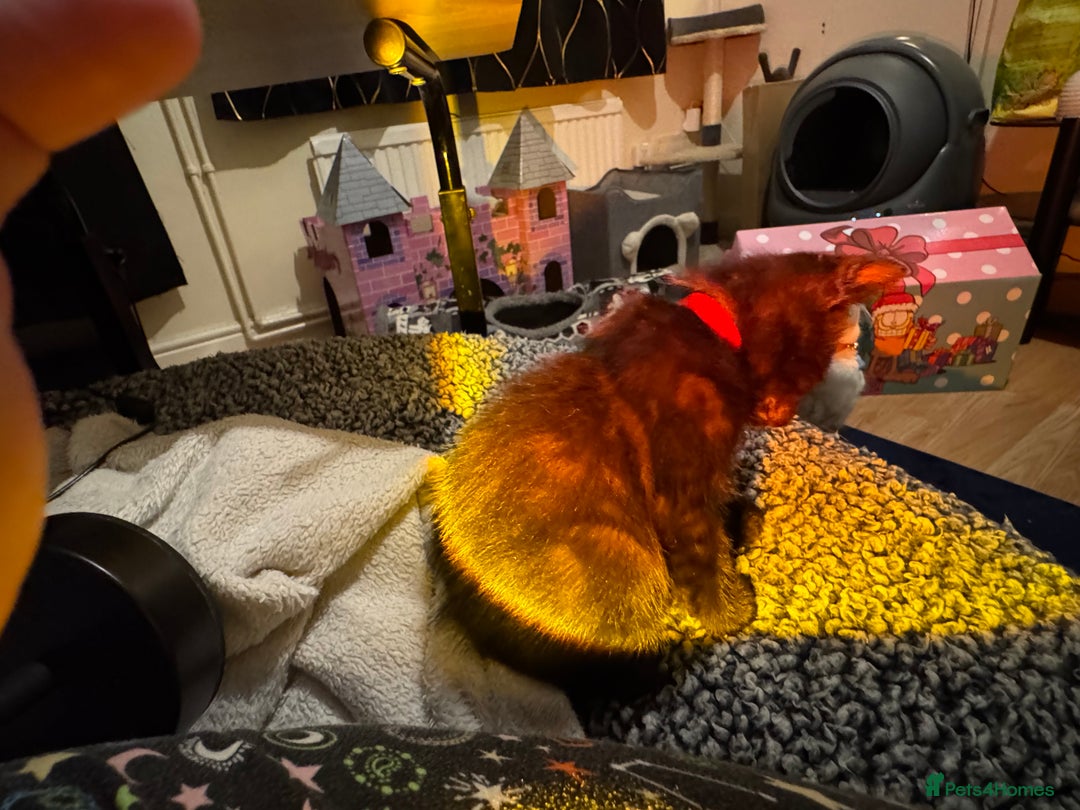 Mixed Breed cats for sale: Melanistic bengals/siamese’s (bengalese) - Advert 17