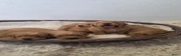 Golden Retriever dogs for sale: Fully Health Tested - KC Reg Golden Retrievers - Advert 12