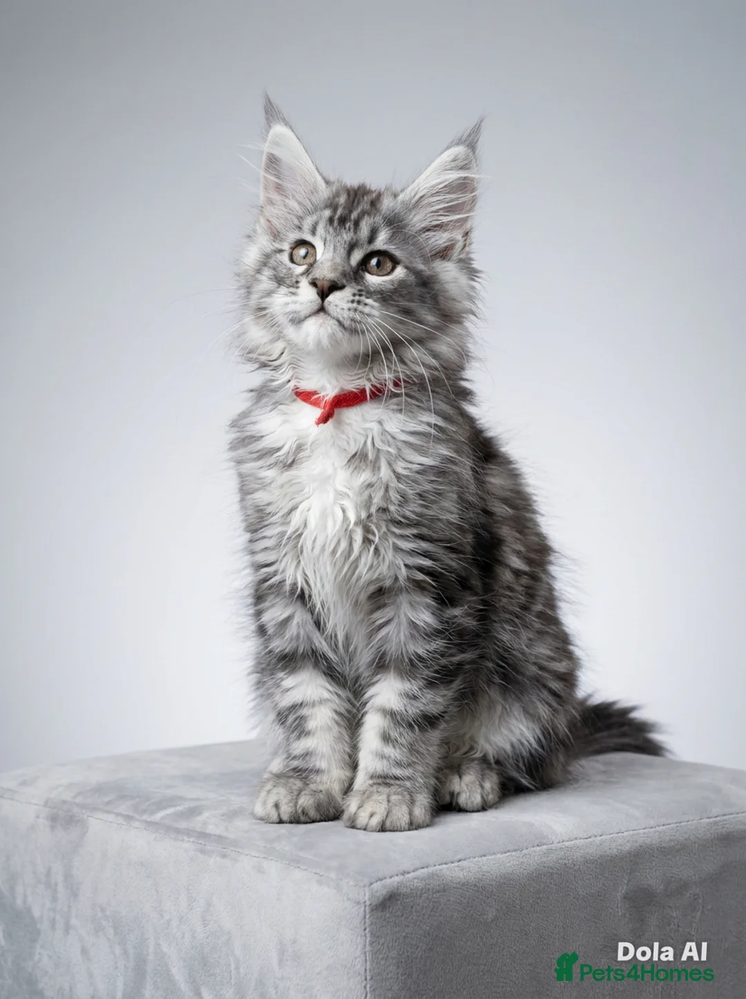 Maine Coon cats for sale: READY TO LEAVE Outstanding Maine coon kittens  - Advert 1