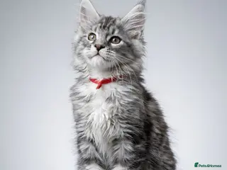 Maine Coon cats READY TO LEAVE Outstanding Maine coon kittens - Advert 1
