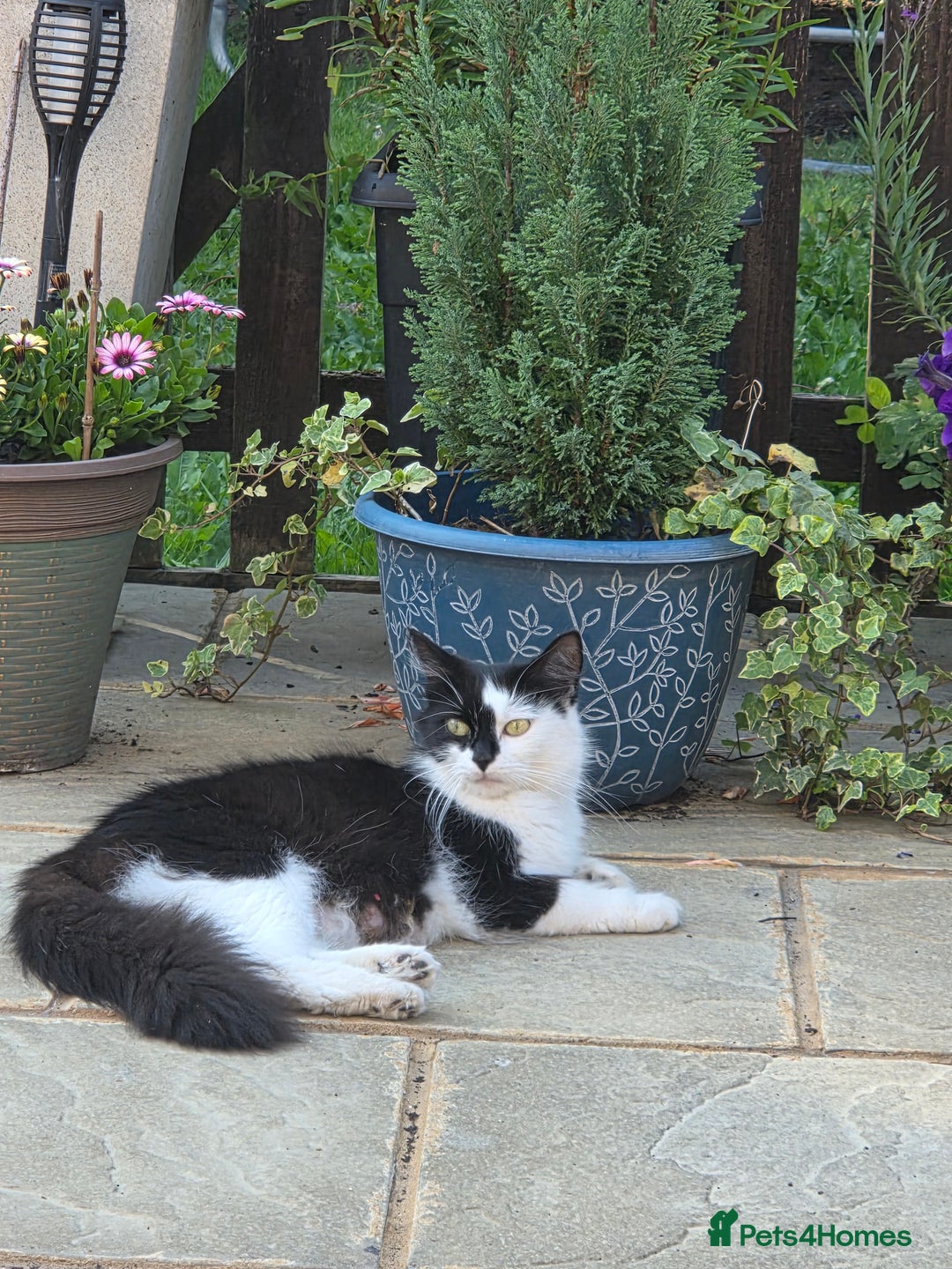 Maine Coon cats for sale: Stunning maincoon cross kittens  - Image 23