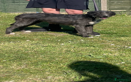 Mixed Breed dogs for sale: Bedlington whippet cross kc reg whippet - Image 4
