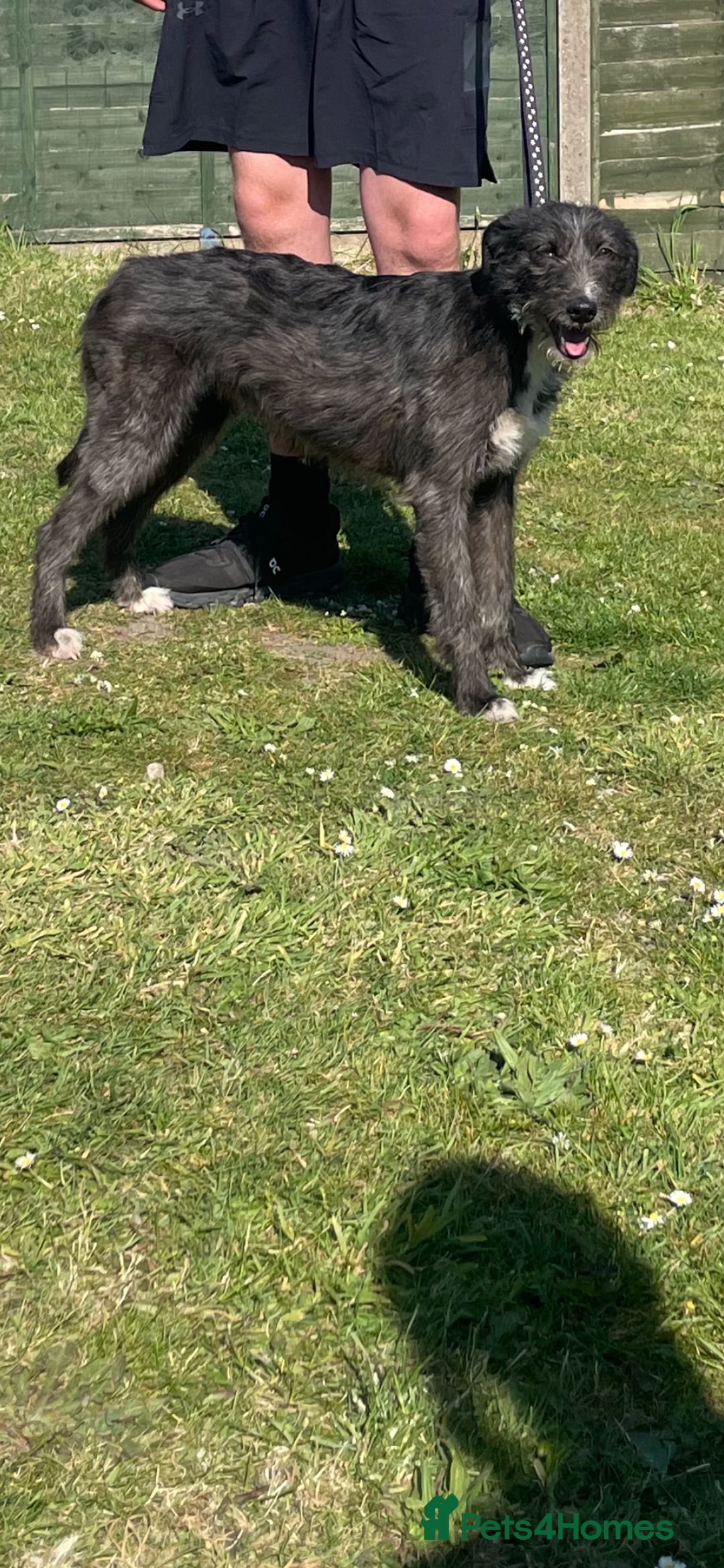 Mixed Breed dogs for sale: Bedlington whippet cross kc reg whippet - Image 4