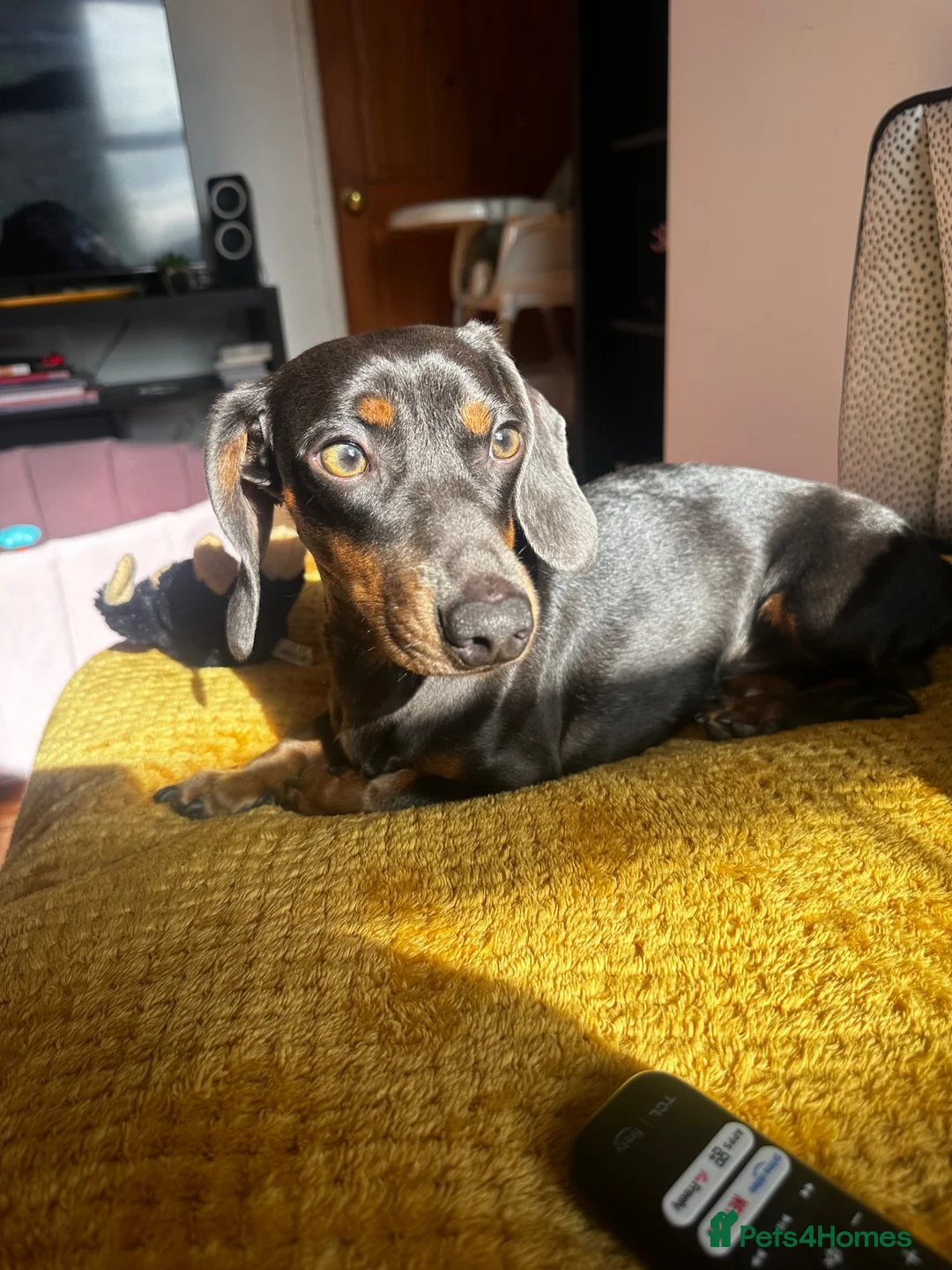 Dachshund dogs for sale: Miniature dachshund  - Advert 4