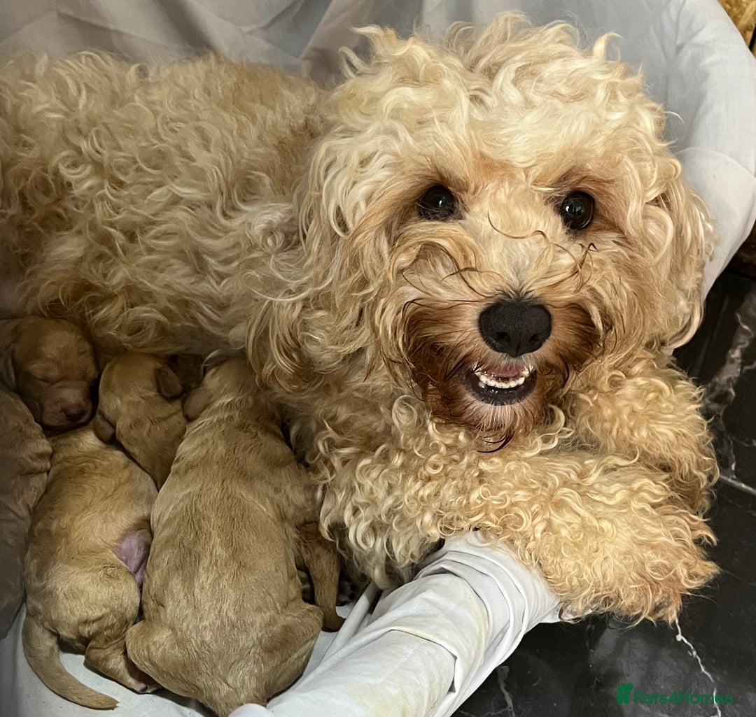 Cavapoochon dogs for sale: Cavapoochon Puppies ready from 20th December 2025  - Advert 20