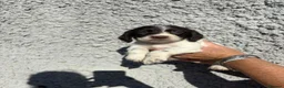 Cocker Spaniel dogs for sale: Cocker spaniel puppys - Advert 16