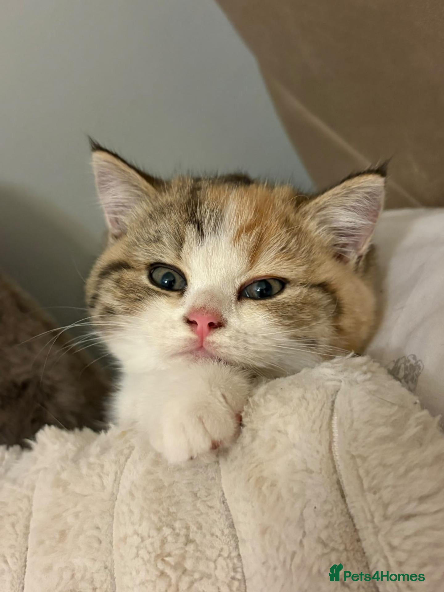 British Shorthair cats Beautiful pedigree british shorthair kittens - Advert 1