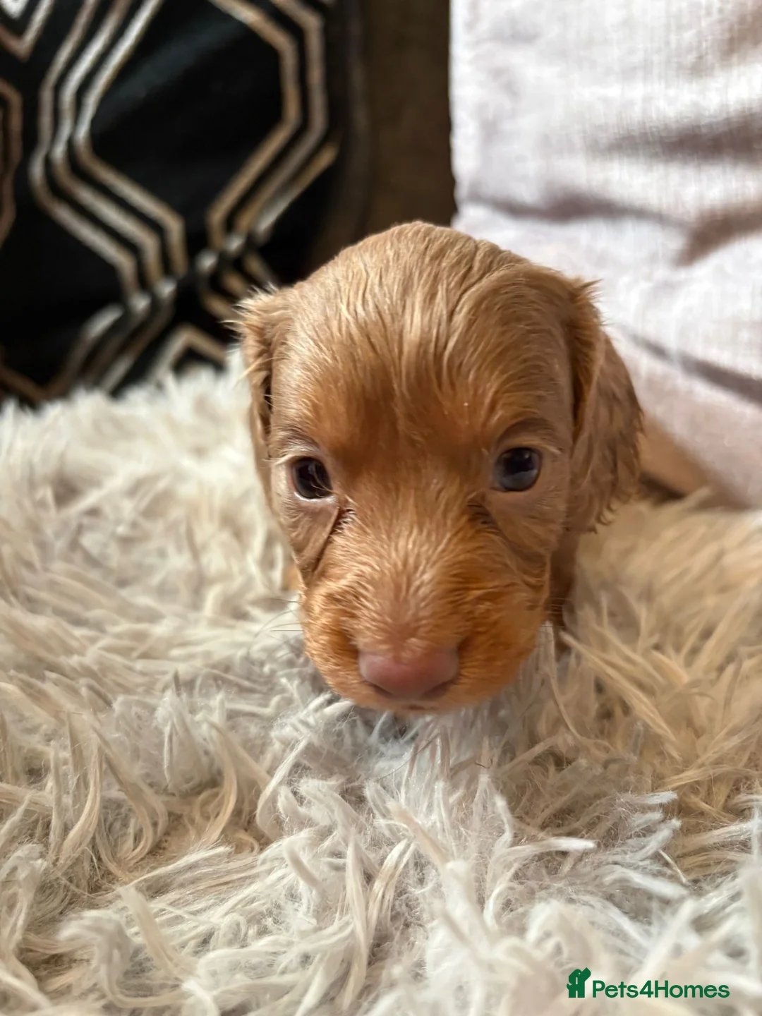 Miniature Dachshund dogs for sale: Miniature Dachshund  - Advert 1