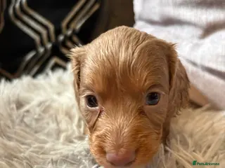 Miniature Dachshund dogs Miniature Dachshund - Advert 1