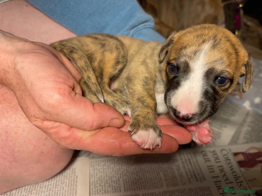 Whippet dogs for sale: KC whippet puppies - Advert 5