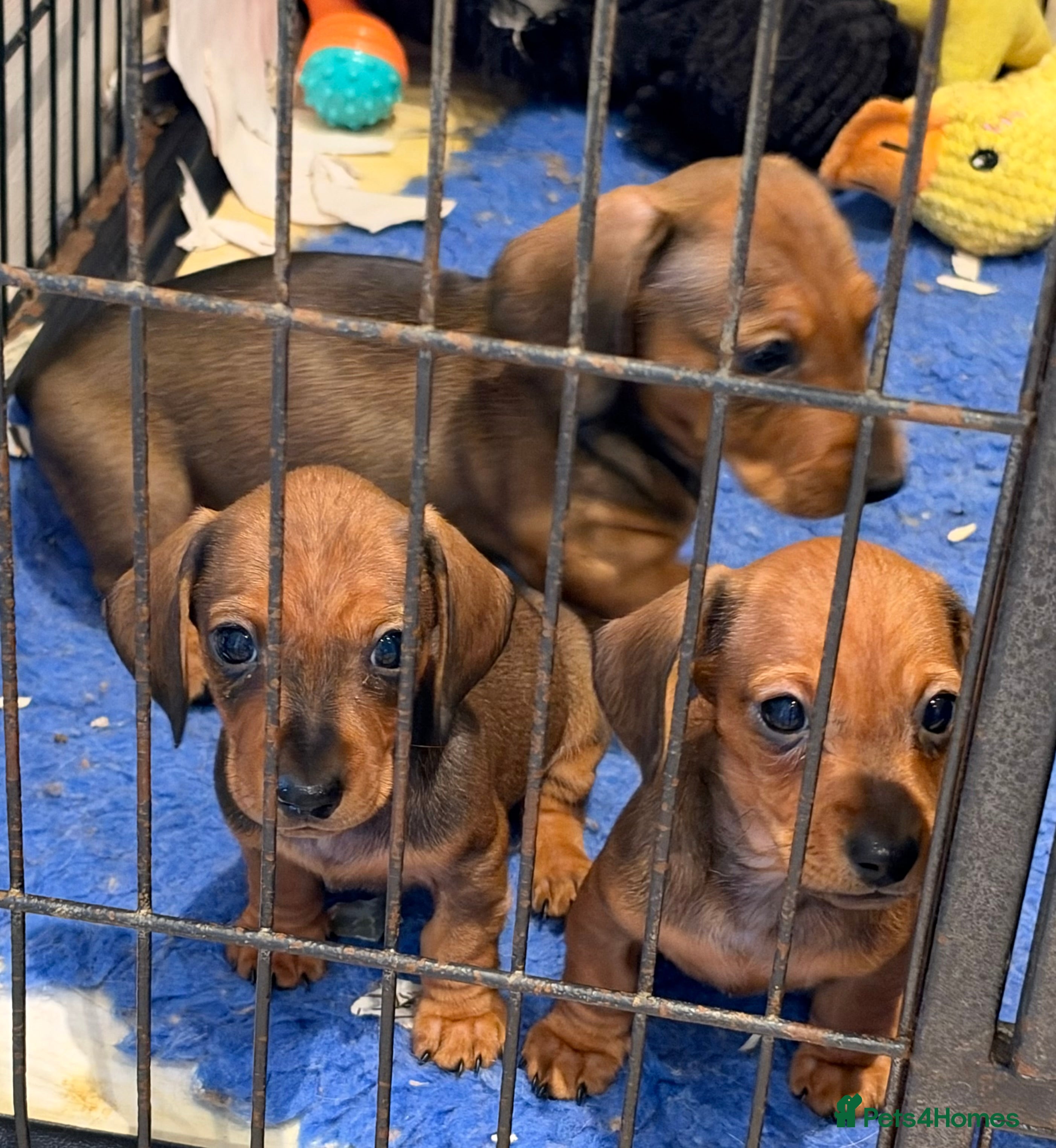 Miniature Dachshund dogs Adoreable home reared in profeshional home - Advert 2