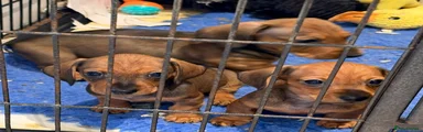 Miniature Dachshund 4