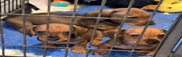 Miniature Dachshund dogs for sale: Adoreable home reared in profeshional home - Advert 2