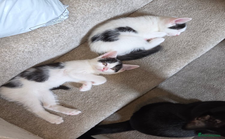 Mixed Breed cats - Advert 2