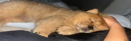 Chow Chow dogs for sale: Puppy adorable chow chows  - Advert 10