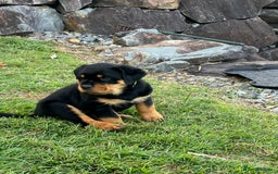 Rottweiler dogs for sale: Pure Bred Rottweilers Boys and Girls Available - Image 3