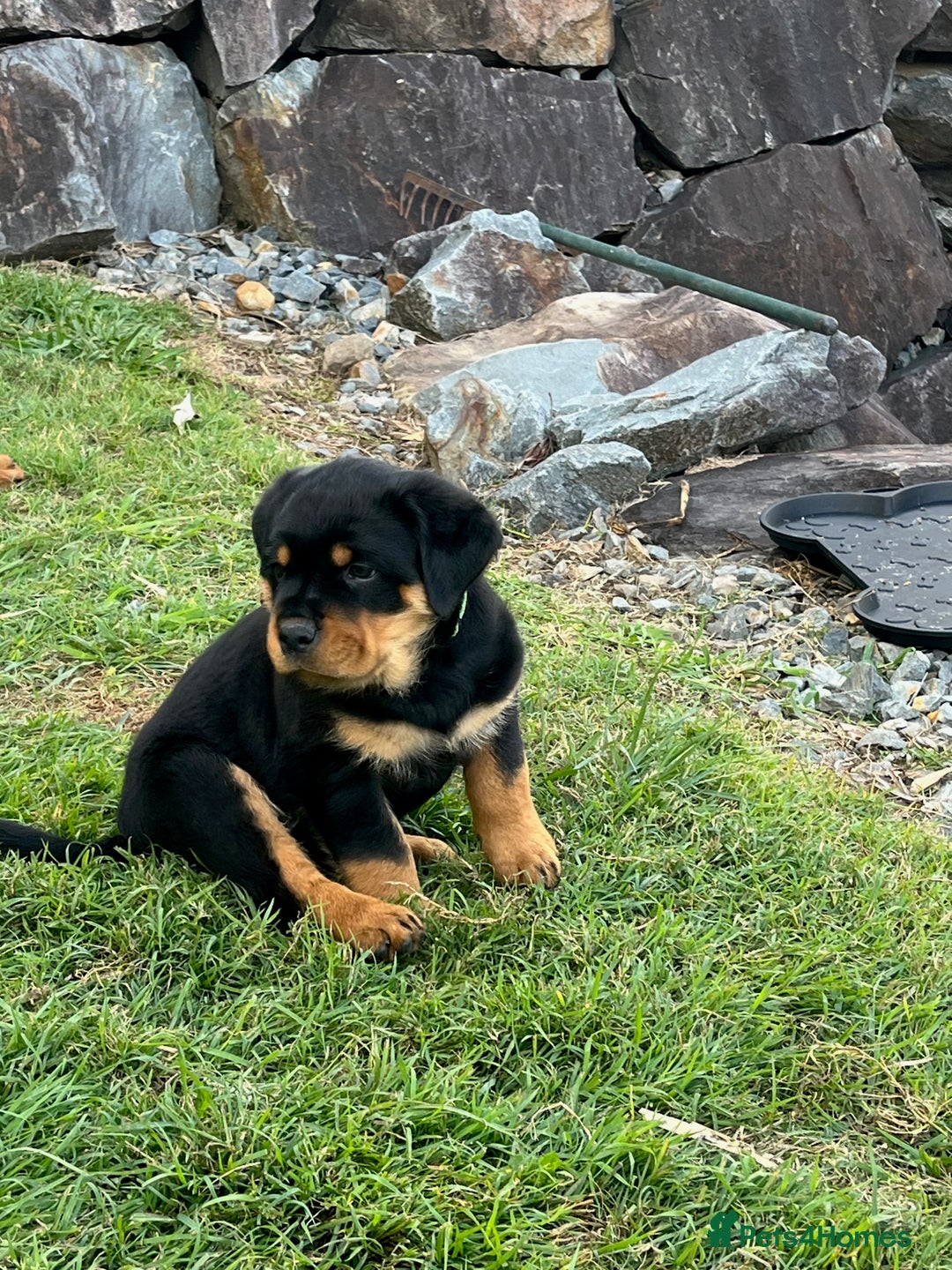 Rottweiler dogs for sale: Pure Bred Rottweilers Boys and Girls Available - Image 3