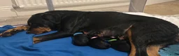 Rottweiler dogs for sale: Rottweiler puppy ONE girl left  - Advert 3