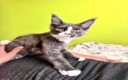 Maine Coon cats for sale: Two beautifull Maine conn boys - Image 8
