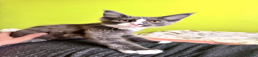 Maine Coon Kitten 1