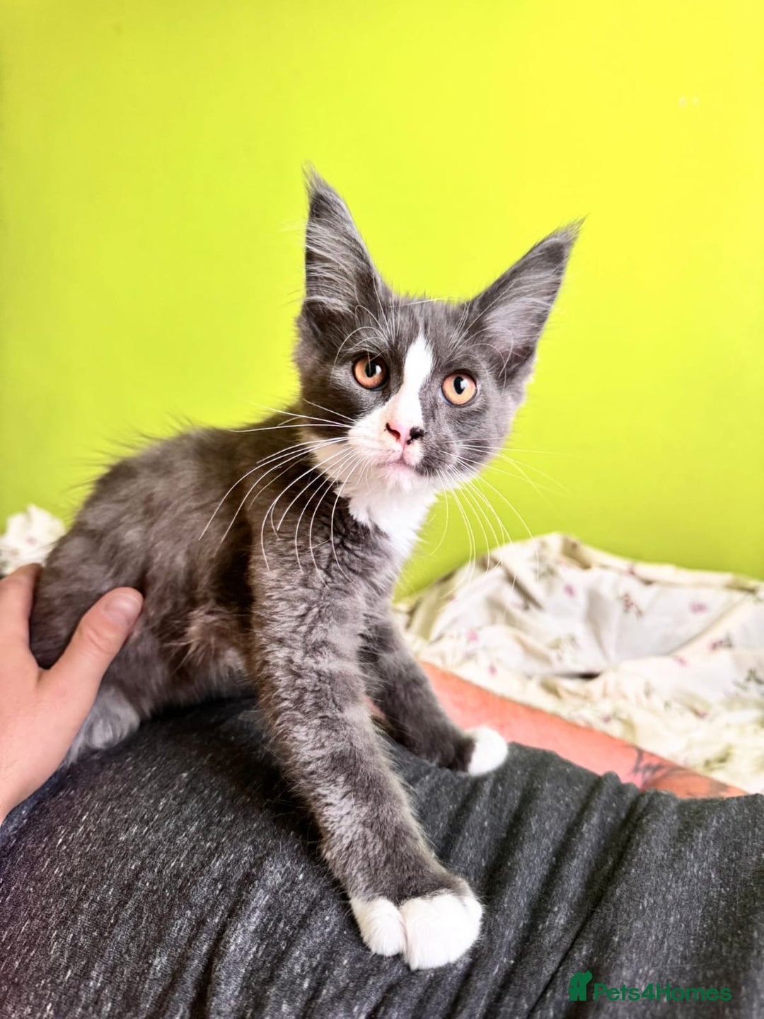 Maine Coon cats for sale: Two beautifull Maine conn boys - Image 8