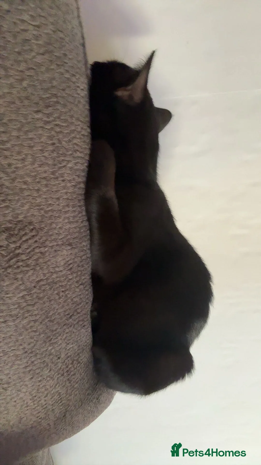 Mixed Breed cats for sale: Pablo  - Advert 3