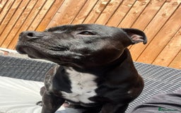 Staffordshire Bull Terrier dogs for stud: Staffordshire Bull Terrier  - Image 8
