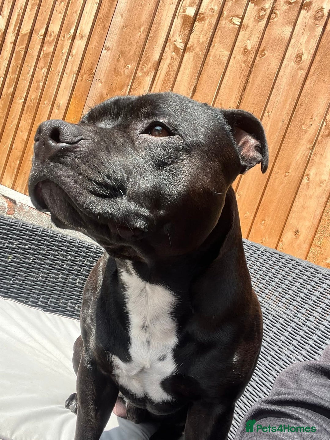 Staffordshire Bull Terrier dogs for stud: Staffordshire Bull Terrier  - Image 8