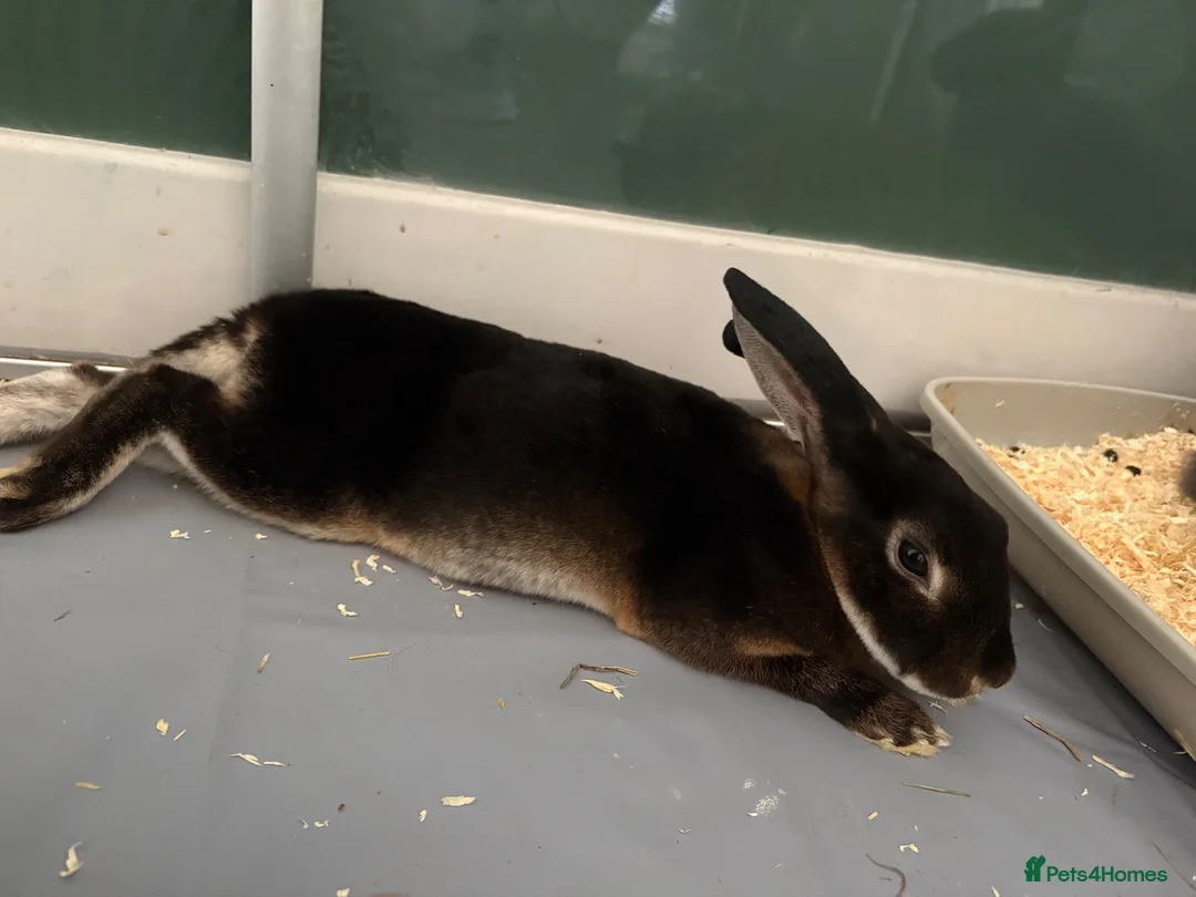 Rex rabbits for sale: Black otter Rex rabbit in Ashford - Advert 3