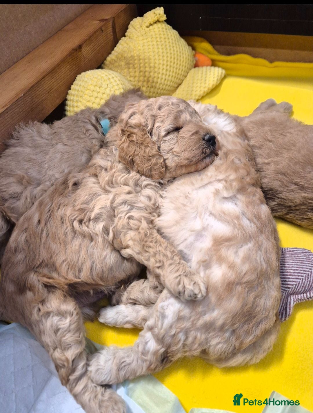 Labradoodle dogs Multi generation miniature Labradoodle - Advert 2