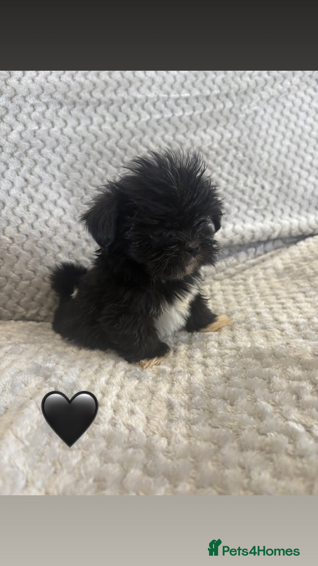 Lhasa Apso dogs for sale: Beautiful Lhasa Apso  - Image 11
