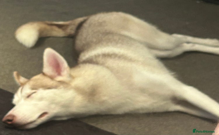 Siberian Husky dogs - Advert 6