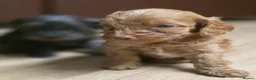Cockapoo dogs for sale: Cockapoo puppies  - Advert 7