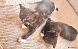Mixed Breed cats for sale: Delightful mix-breed Siamese-black calico-kittens - Image 30