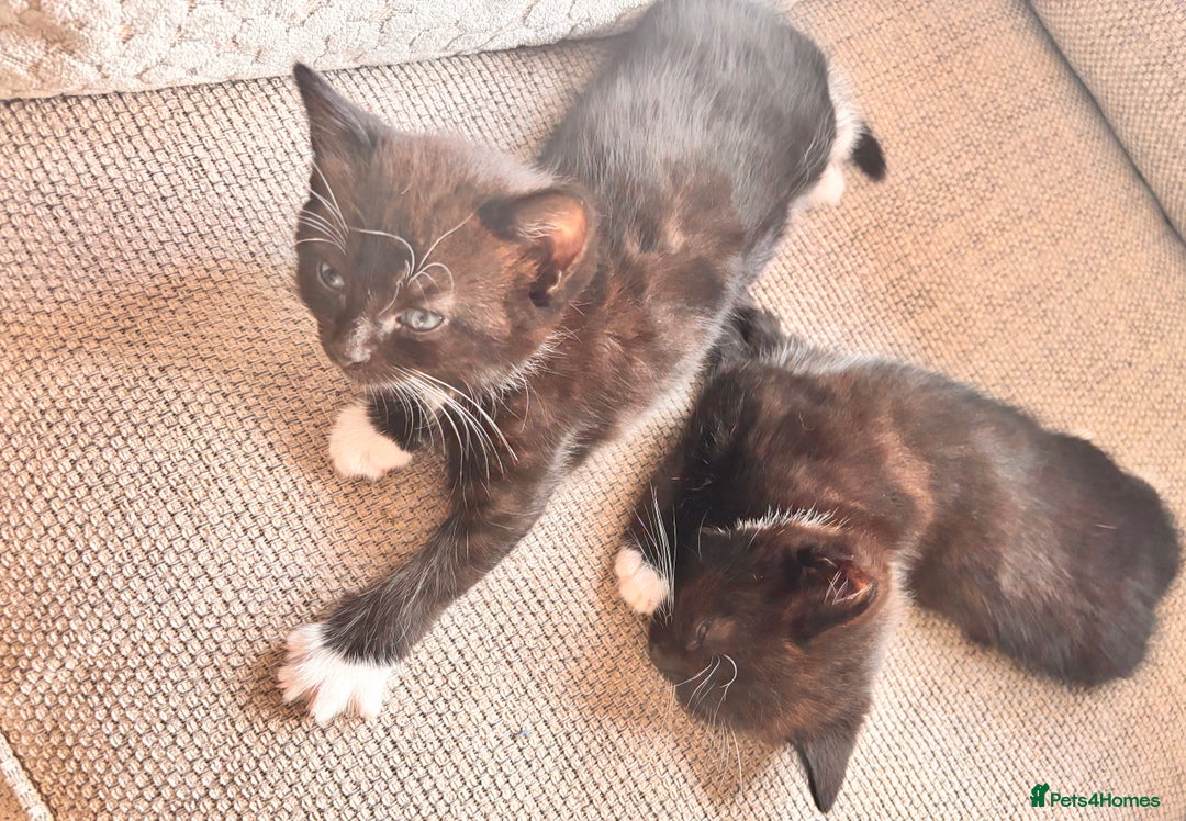 Mixed Breed cats for sale: Delightful mix-breed Siamese-black calico-kittens - Image 30