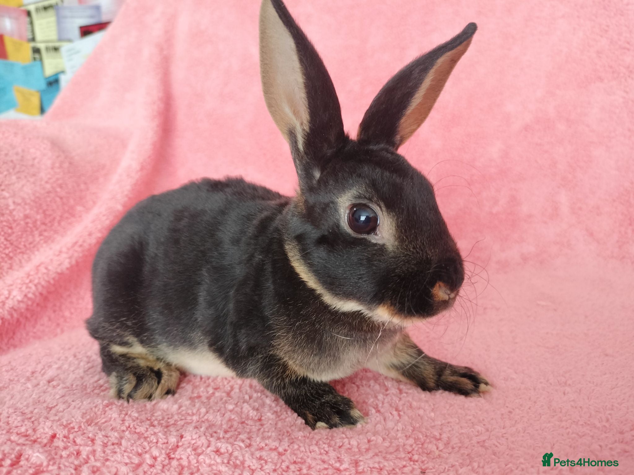 Rex rabbits Baby mini rex for sale  - Advert 4