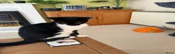 Mixed Breed cats for sale:  **  for sat in Norwich - Advert 1
