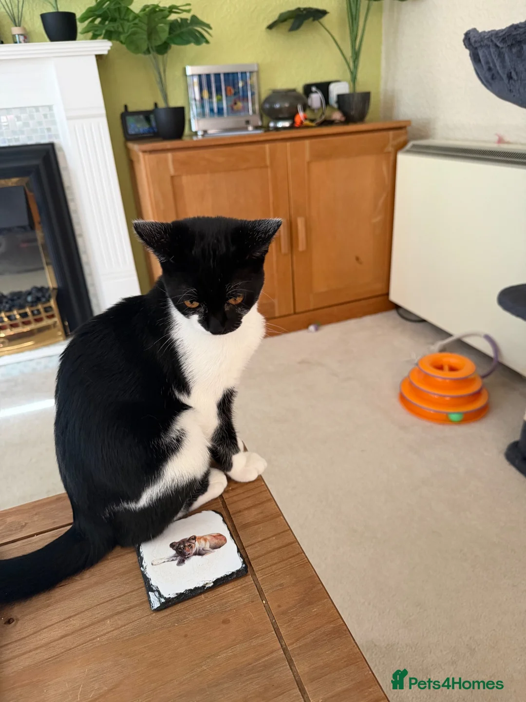 Mixed Breed cats for sale:  **  for sat in Norwich - Advert 1