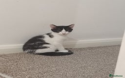 Mixed Breed cats for sale: Adorable Kittens  - Image 5