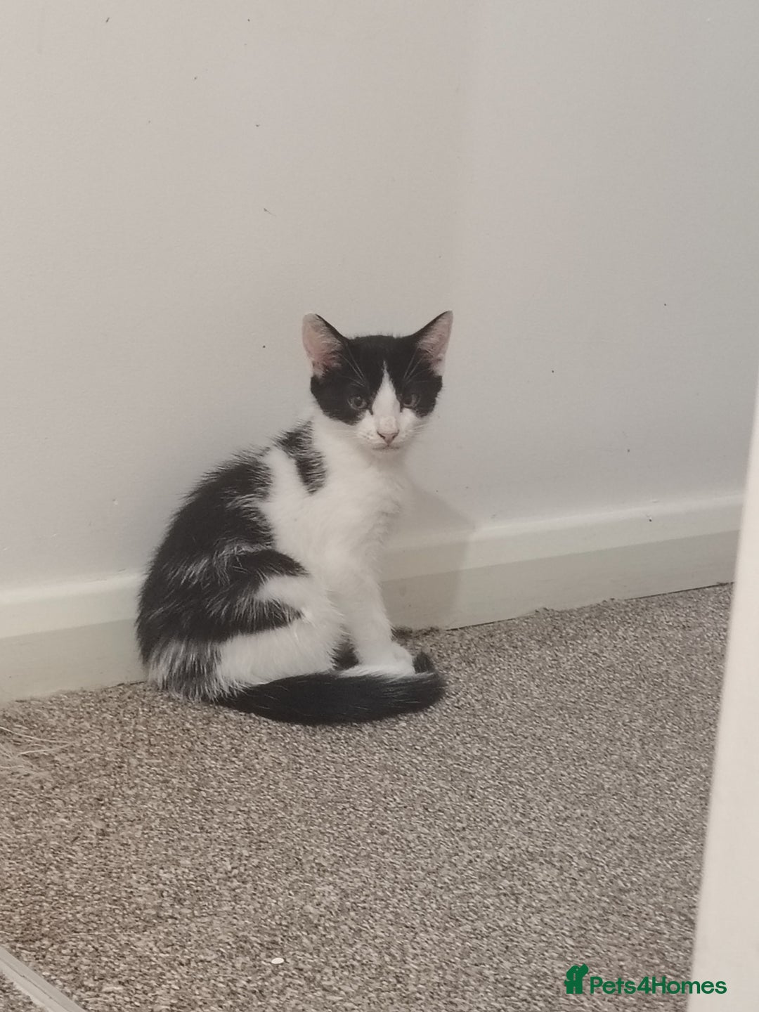 Mixed Breed cats for sale: Adorable Kittens  - Image 5