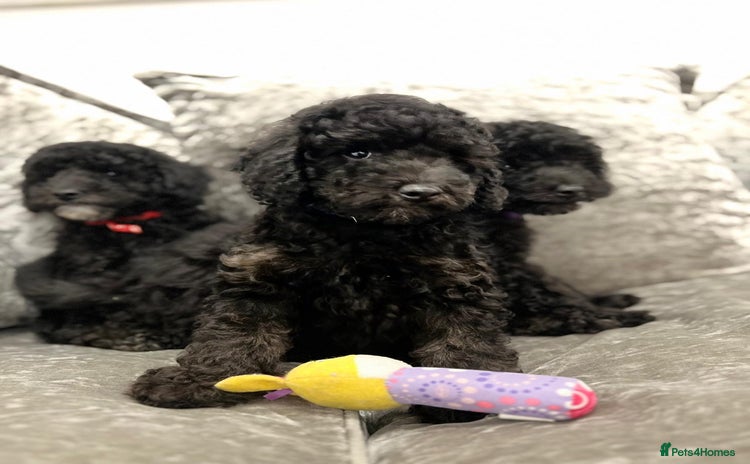 Cavapoo dogs - Advert 11