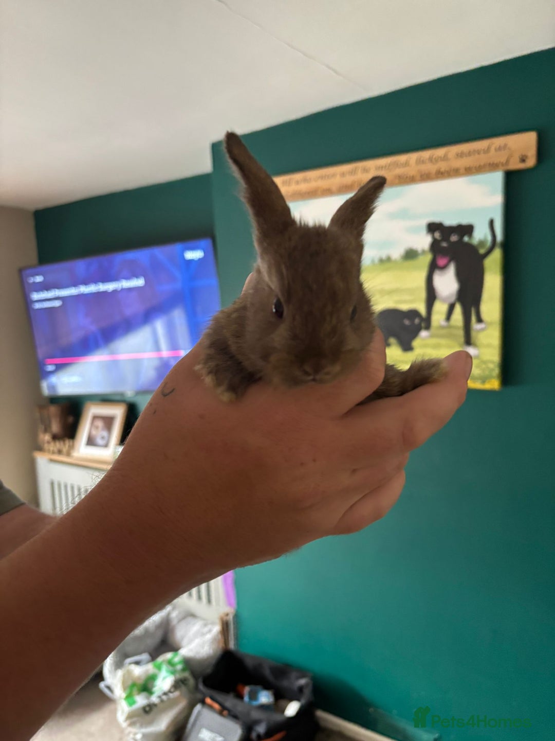 Mini Lop rabbits for sale: 8 baby rabbits - Image 4