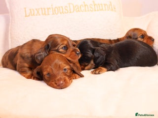 Miniature Dachshund dogs - Advert 26