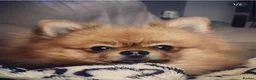 German Spitz dogs for sale: German spitz for Adoption  - Advert 2