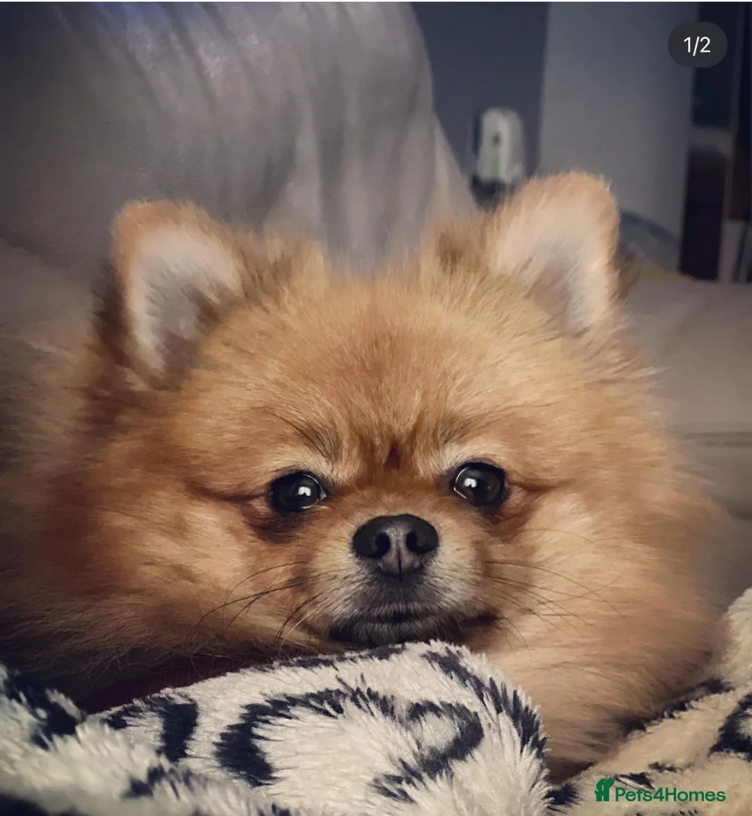 German Spitz dogs for sale: German spitz for Adoption  - Advert 2