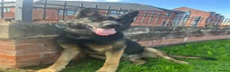 Belgian Shepherd Dog dogs for stud: Belgium Malinois for stud  in Telford - Advert 3