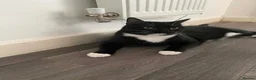 Norwegian Forest Cat cats for sale: Cats looking for a new home - Advert 5
