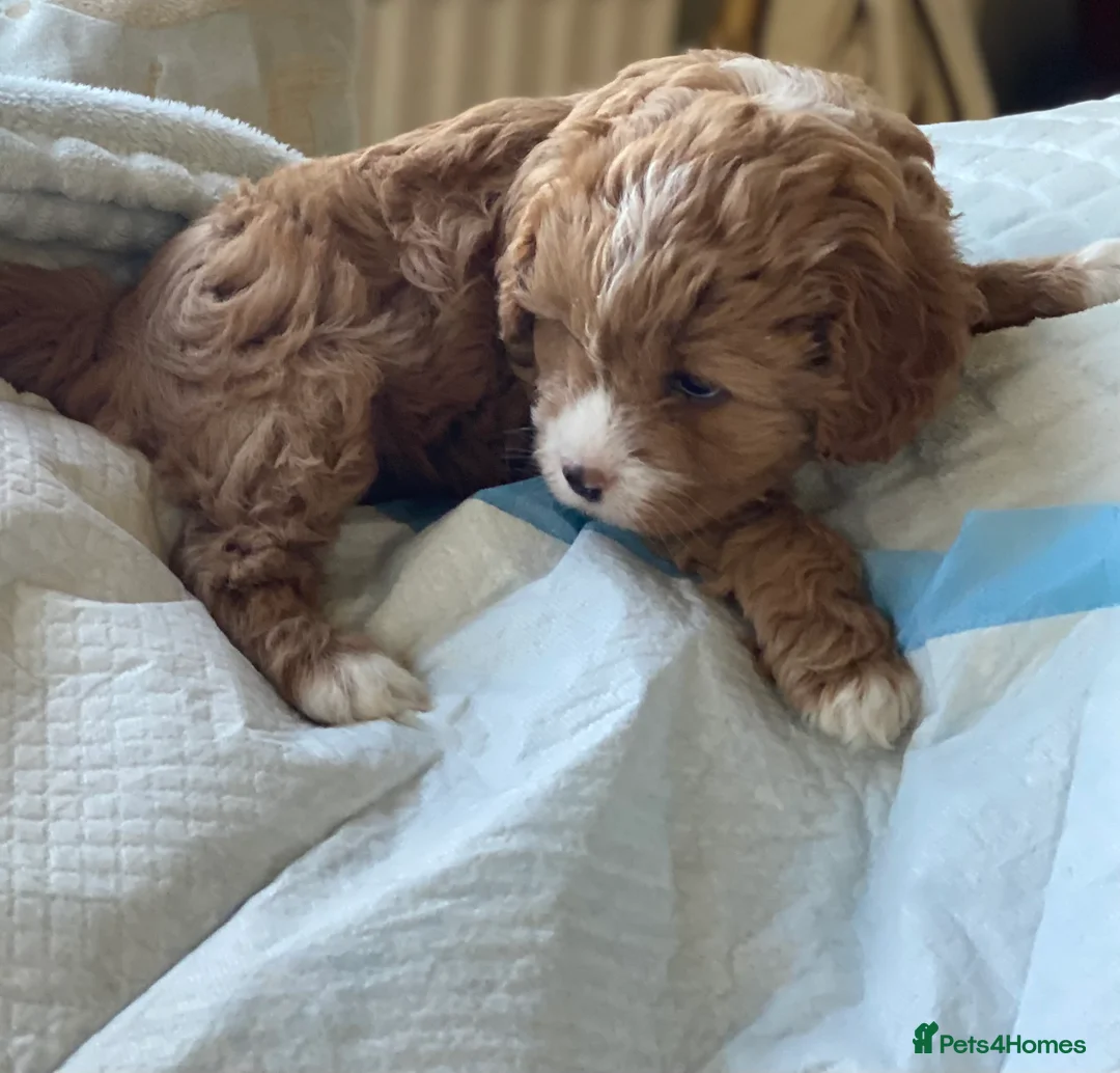 Cavapoo dogs for sale: Stunning F1 Cavapoo Girl Puppy - Advert 4